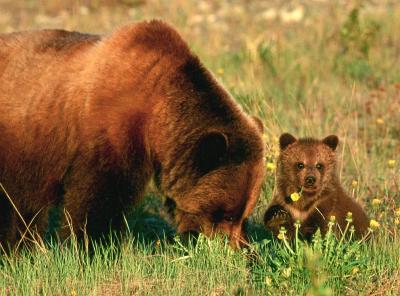 Grizzly Bear and Cub