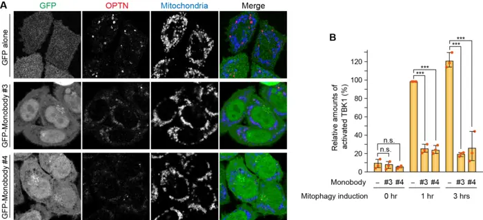 OPTN monobodies regulate PINK1/Parkin-mediated mitophagy