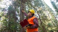 Spruce Beetle Monitoring