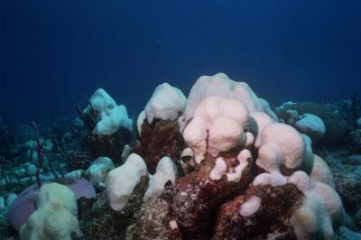 Global Warming Causes Outbreak of Rare Algae Associated with Corals, Study Finds (1 of 2)