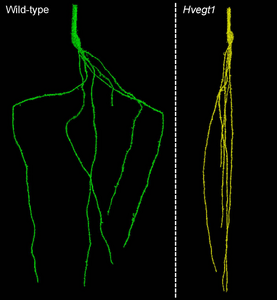 Steep roots image