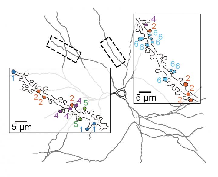 Synaptic Clusters Convey Functionally Distinct Spatial Receptive Field Properties