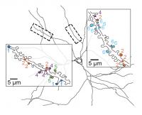 Synaptic Clusters Convey Functionally Distinct Spatial Receptive Field Properties