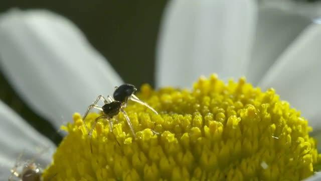 Electric Fields Elicit Ballooning in Spiders