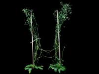 Two <i>Arabidopsis</i> Plants Connected by a Dodder