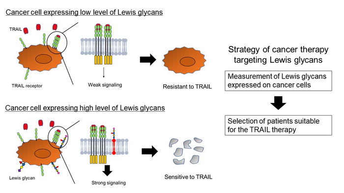 Lewis glycans promote TRAIL-induced cancer cell death