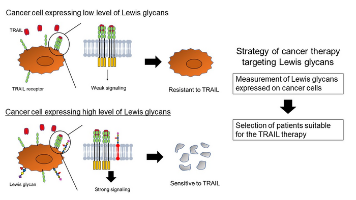 ルイス糖脂質はTRAILによるがん細胞死を亢進させる