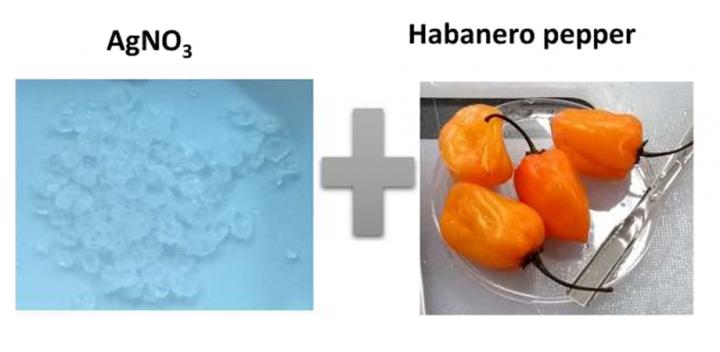 Silver Nanoparticles Are Synthesized with the Help of the Spicy Habanero Pepper