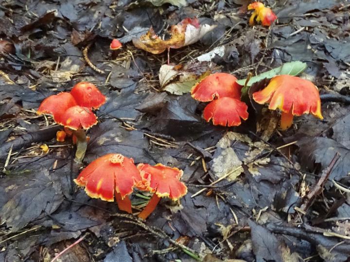 Red Fungi