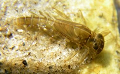 mayfly larva