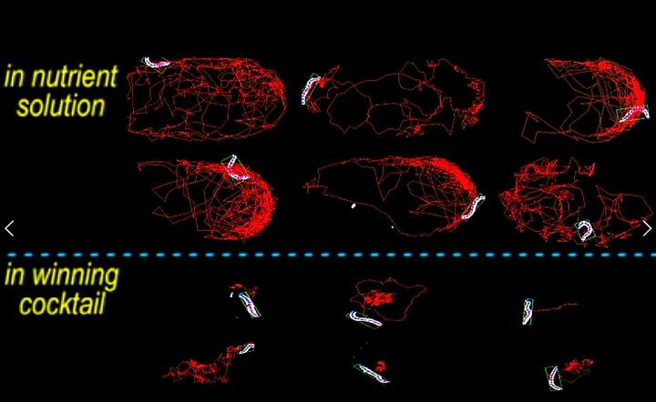 Effective Drug Combination for Controlling Parasitic Roundworms