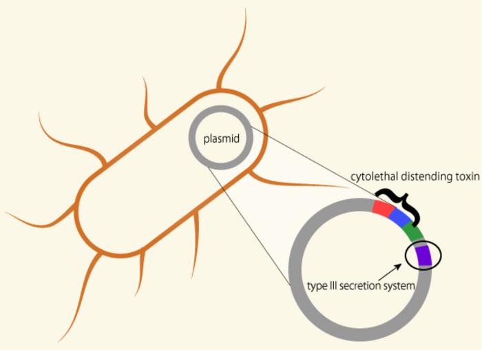 Graphical representation of Providencia rustigianii and select genes