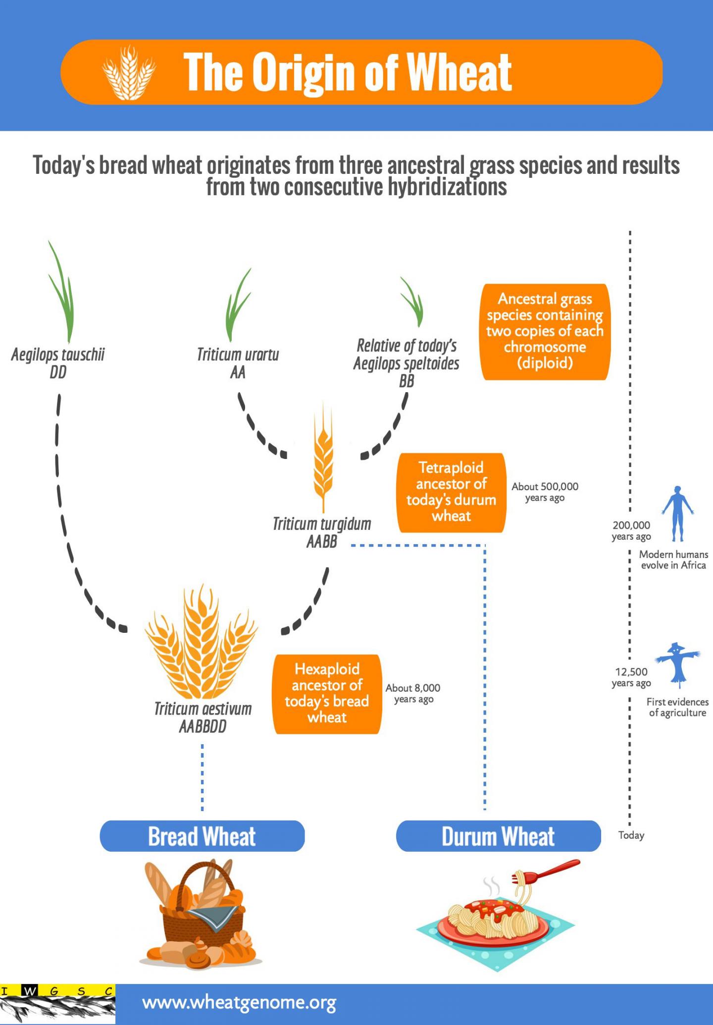 Пшеница код. Wheat Genome. Wheat инфографика. Wheat транскрипция. Эгилопс спельтоидес.