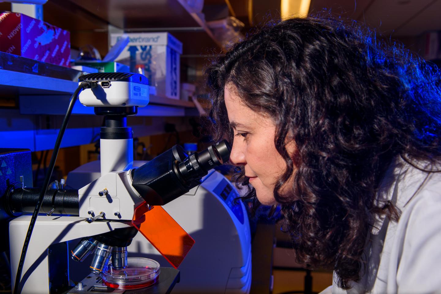 Mystery of Memory Cells Answered Through Mouse Study