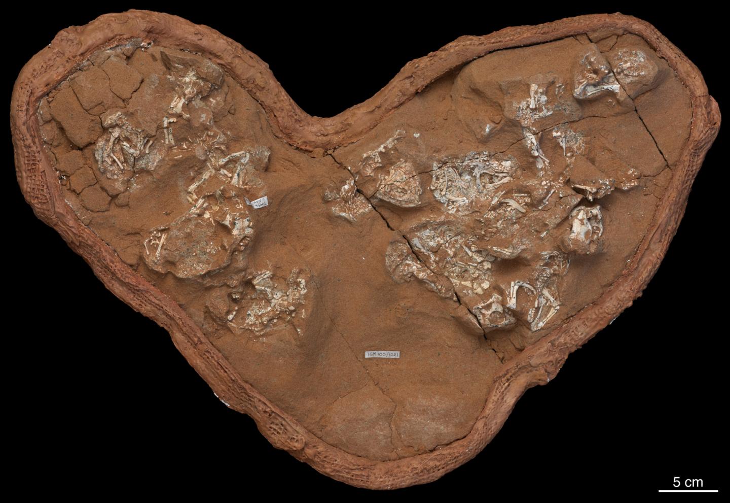 Protoceratops Eggs: