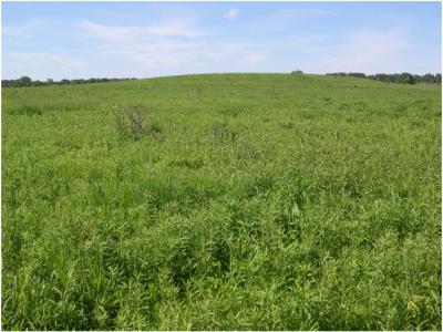 Restored Polyculture Prairie