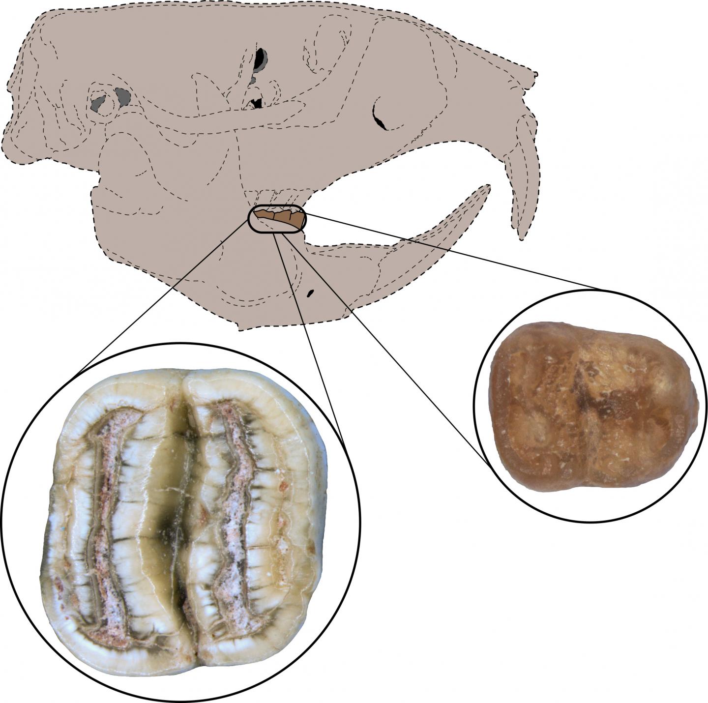 Teeth Are First Evidence of North American Rodents in Caribbean