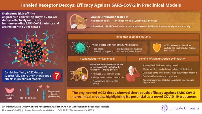 Inhaled Receptor Decoys: Efficacy Against SARS-CoV-2 in Monkey Preclinical Models