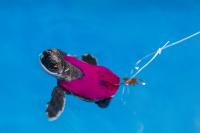 Sea Turtle Hatchling Swimming Endurance