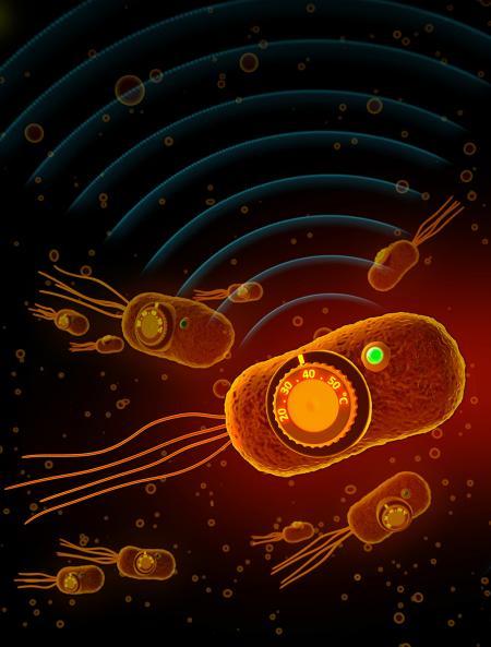 Artwork of Thermally Regulated Bacteria