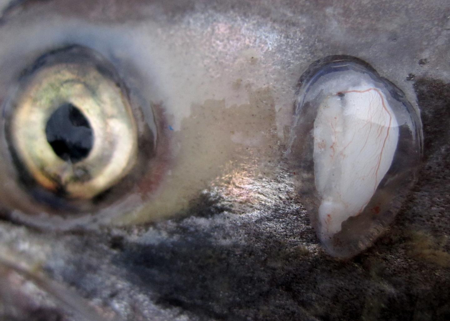 Chemical Record in Ear Bones Reveals Life History of Pacific Salmon (1 of 9)