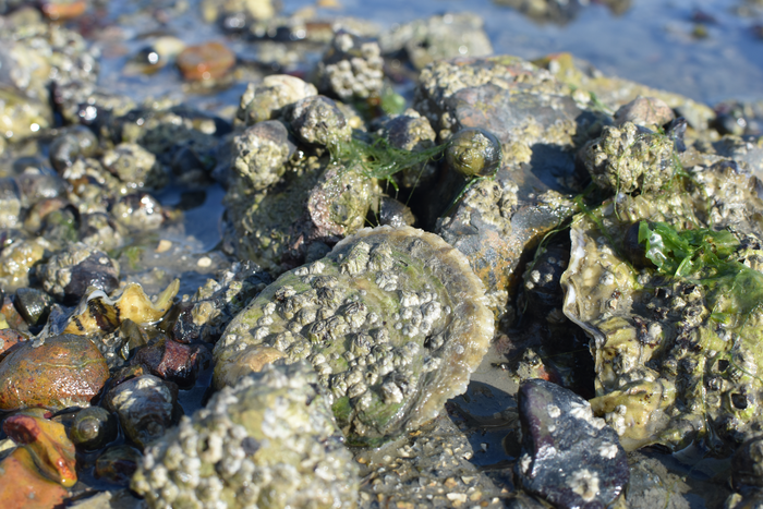 New species of bacteria found in the UK waters