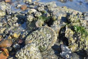 Native oysters