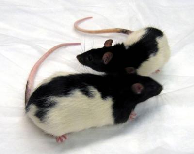 Revealing Estrogen's Secret Role in Obesity
