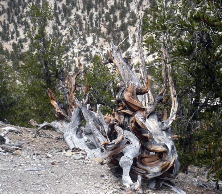 Bristlecone Pine Forest in the US