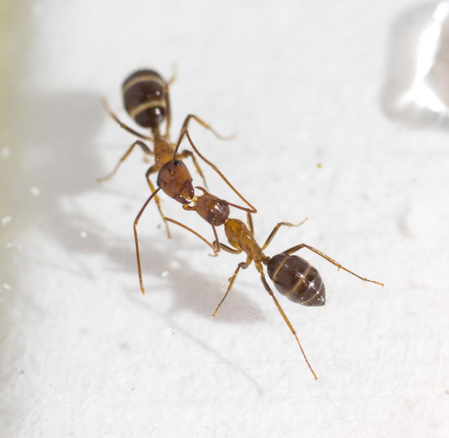 Trophallaxis in Carpenter Ants