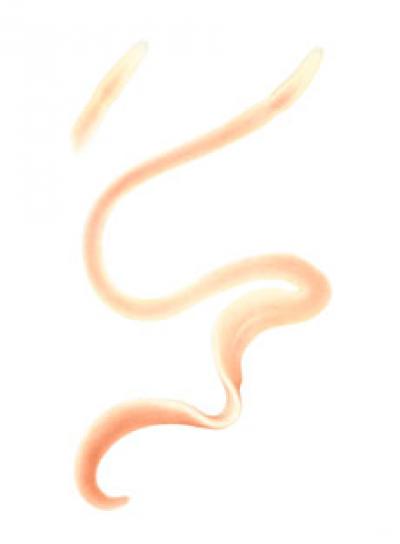 <i>Pseudomicrura afzelii</i>