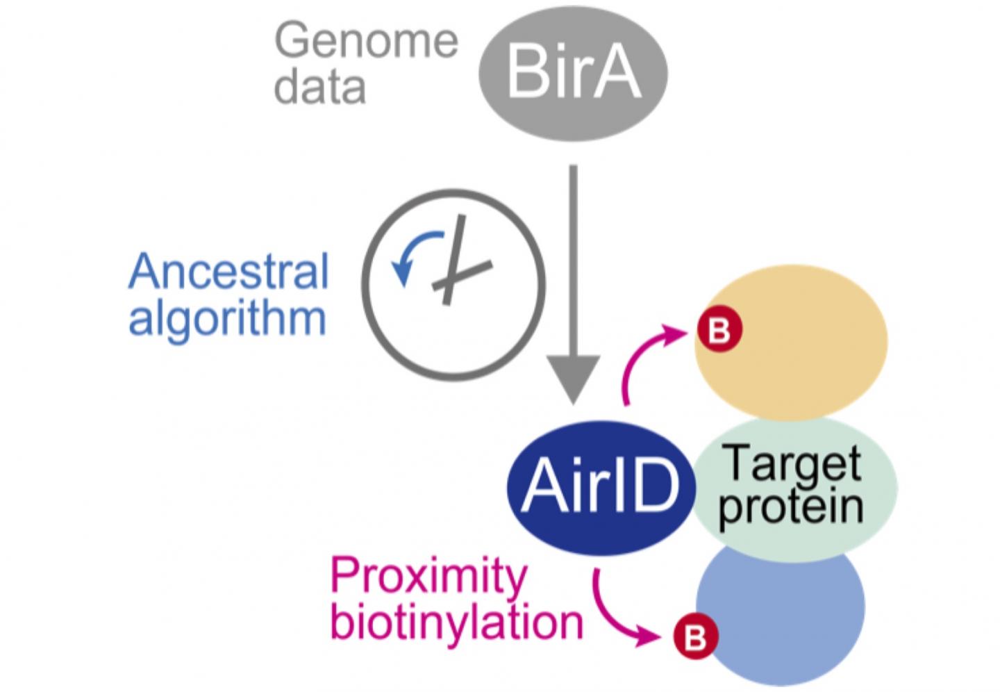Fig. 1. Biotinylation of Proteins Interacting with a Protein Fused With AirID