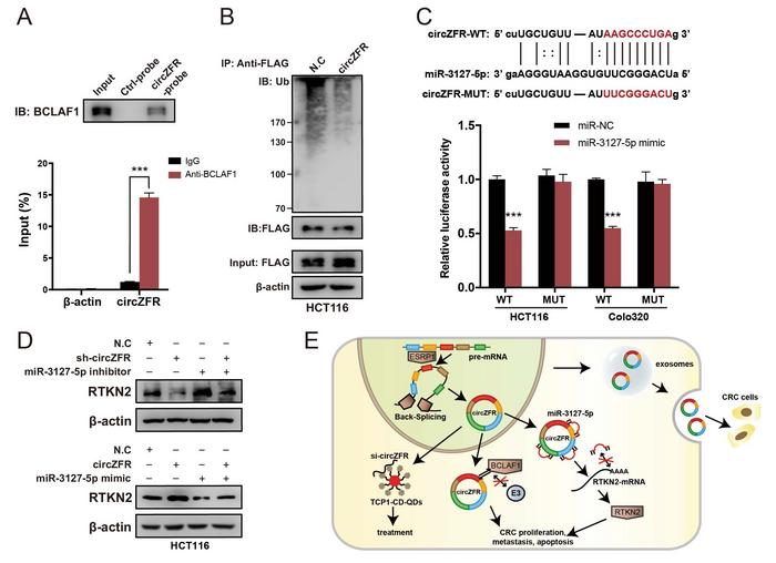 circZFR promotes CRC progression via stabilizing BCLAF1 and regulating the miR-3127-5p/RTKN2 axis