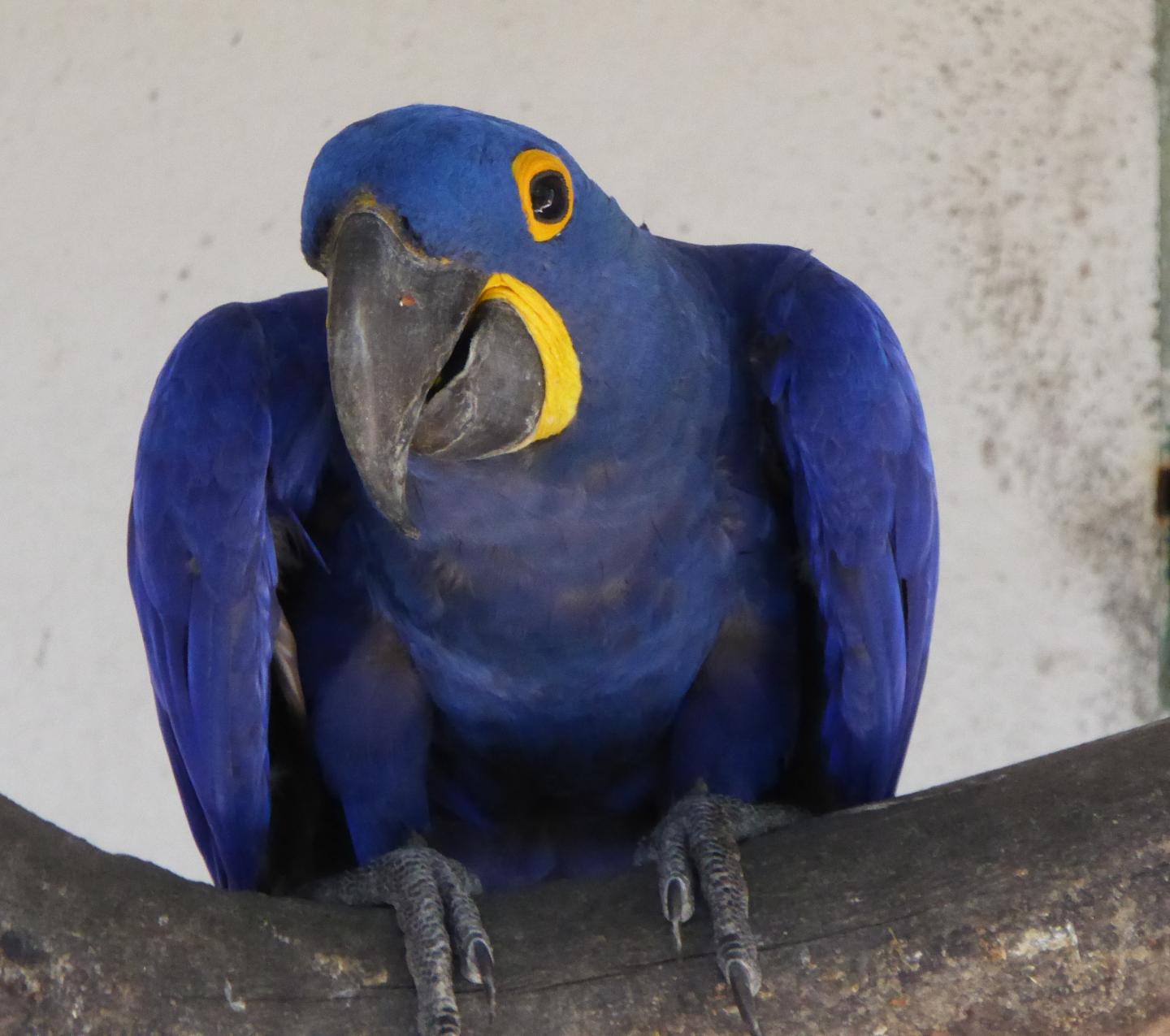 Curious/Interested Macaw