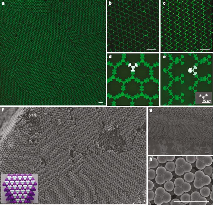Micrograph of stable arrangements of colloidal diamonds
