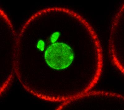 DUO1 Integrates Plant Germline Mitosis and Gamete Specification