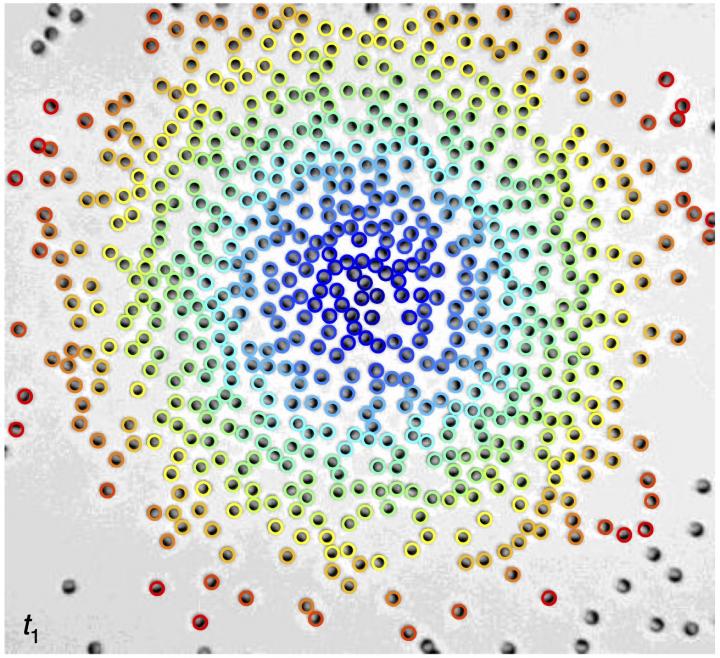 Active particles turn and move toward crowded areas (jpg)