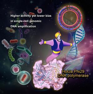 Improved single-cell genome amplification by a high-efficiency HotJa Phi29 DNA polymerase