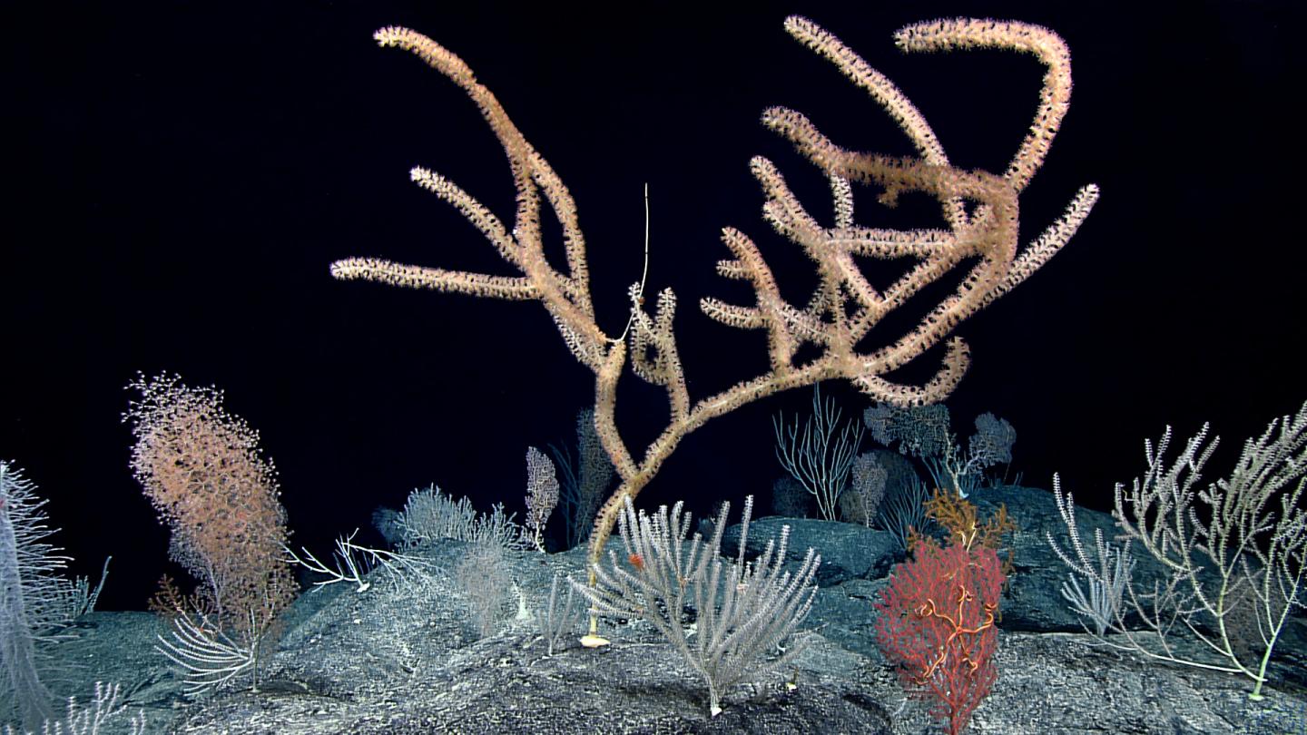 Deep Coral At Seamount