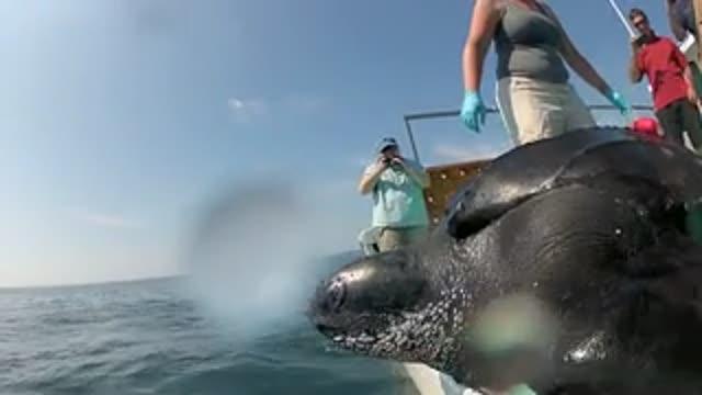 Release of a Tagged Leatherback Turtle
