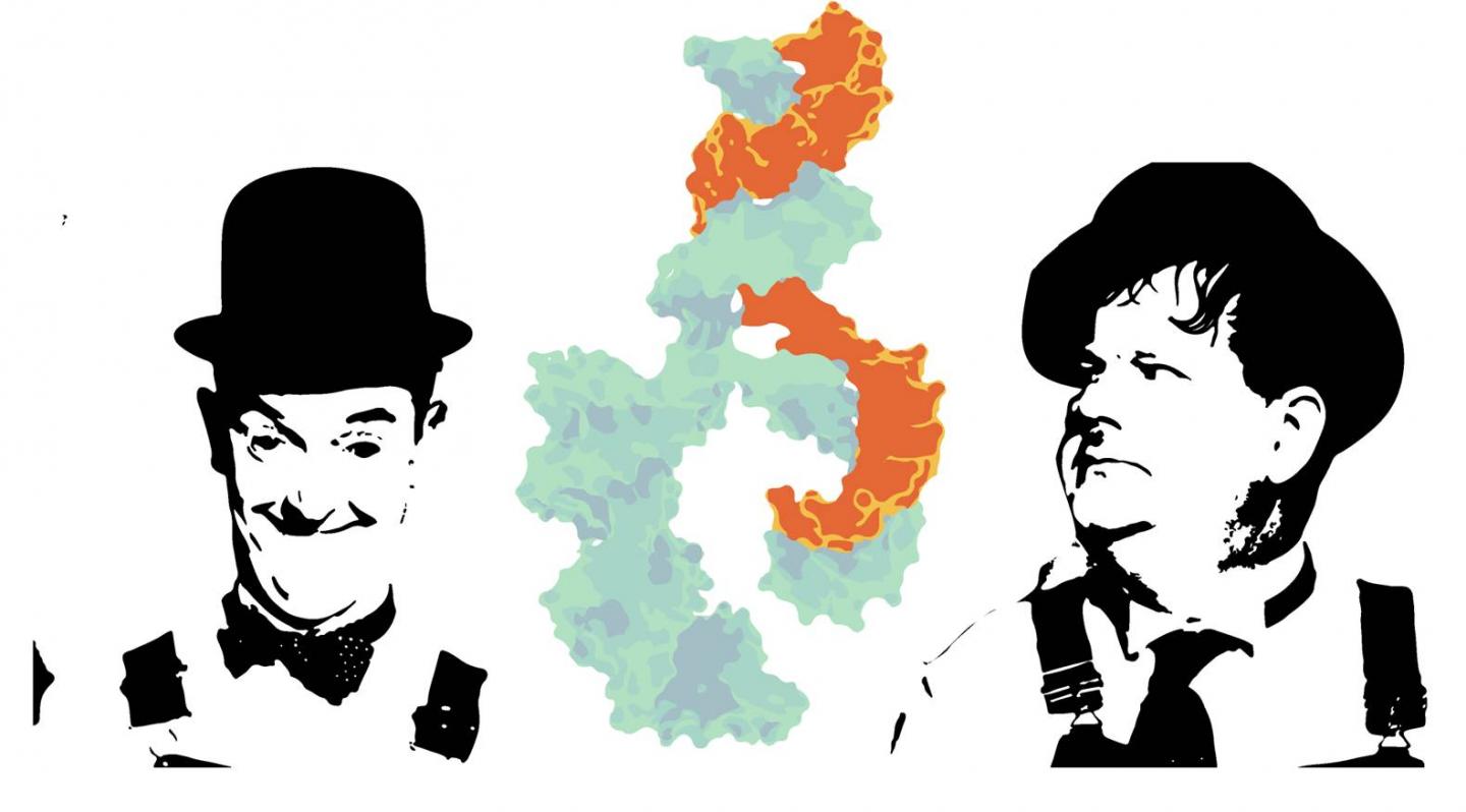 Laurel and Hardy and MicroRNA Connection