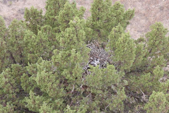 Ferruginous Hawk Nestling in Reference Site