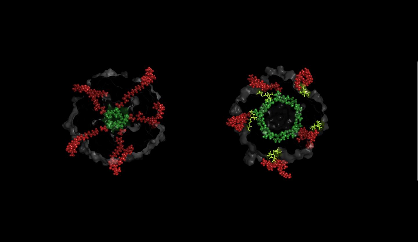 Bacterial Cell Wall Pore