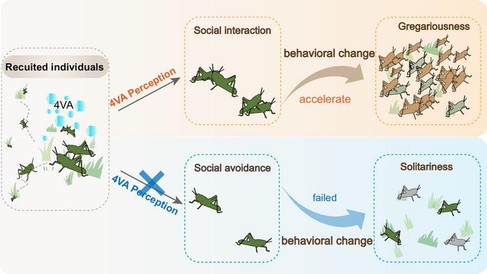 4VA accelerates locust gregariousness by increasing social interactions among individuals