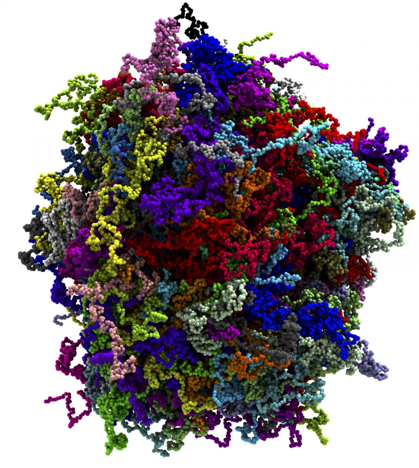 Coarse-Grained Model of a Biological Condensate