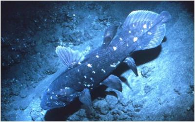 African Coelacanth