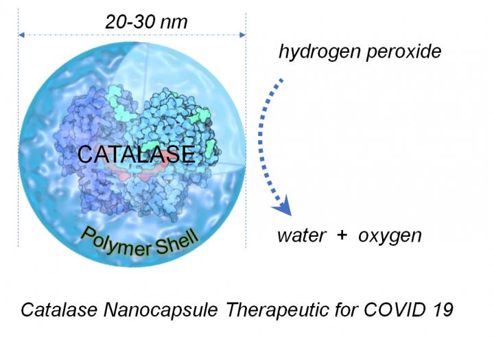 catalase diagram