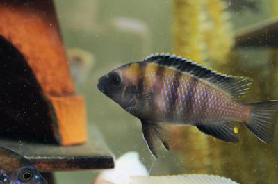 Cichlid Study