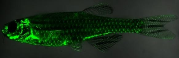 Visualized OPCs in Niches Using Transgenic Zebrafish