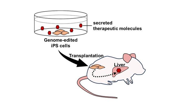 Delivery of the Therapeutic Molecules by Transplanting Genome-Edited iPS Cells